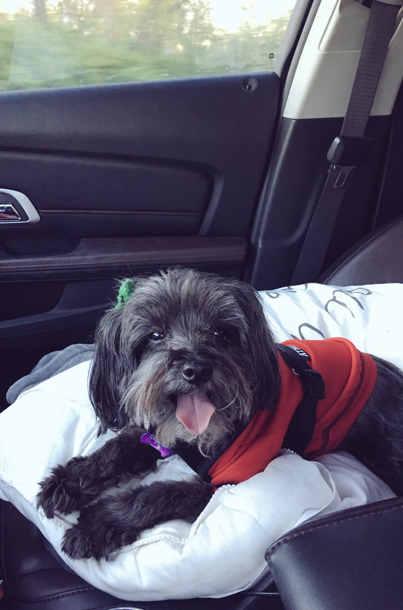 CillaNikole's tweet photo. Bark at the Park was a success! Got to visit dad &amp; wore ourselves out playing. Thanks @LouisvilleBSB for a fun night ⚾️ https://t.co/JHWV3ileYu