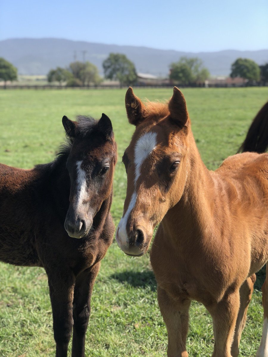 Barton Thoroughbreds tweet media