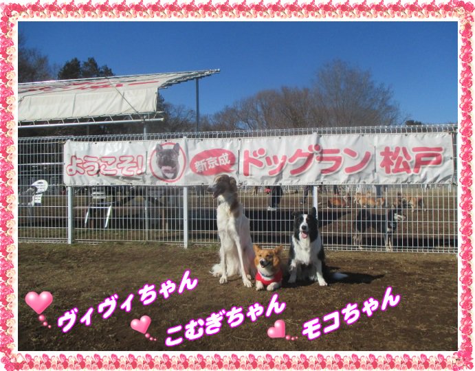 新京成ドッグラン松戸 1 2月に遊びに来てくれたお友達 パート3 新京成ドッグラン松戸 1 2月に遊びに来てくれたお友達 パート3