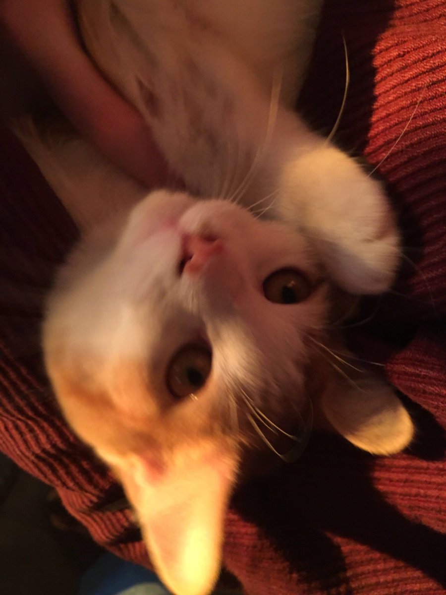 cassidyhawks's tweet photo. @itsonlyaubrey my mean baby boy https://t.co/YGJljeS3ki