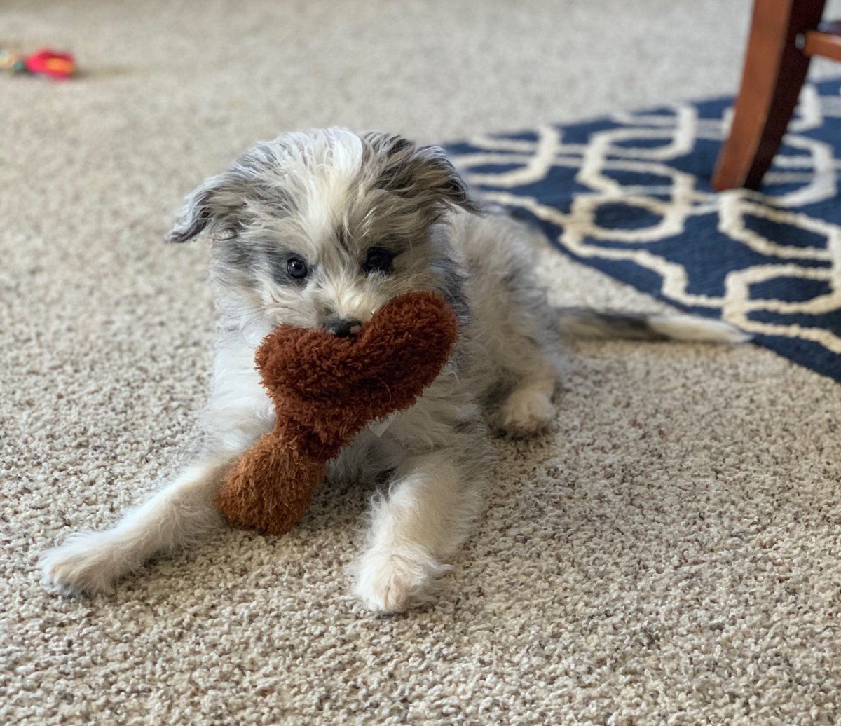 THLibrariZen's tweet image. Just a side note, #mwlibchat! Trying super hard to multitask tonight, but this little guy is keeping me on my toes!