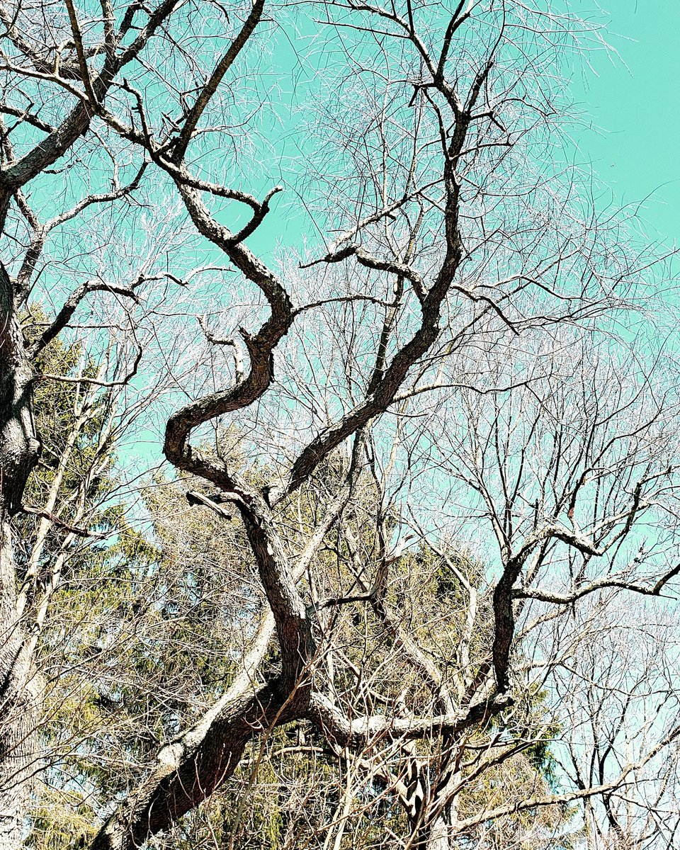 TreesDee's tweet photo. Zig zag branches #deestrees #branchographer #branchologist #trees #branches #nature #naturelovers https://t.co/REZLejKLyr