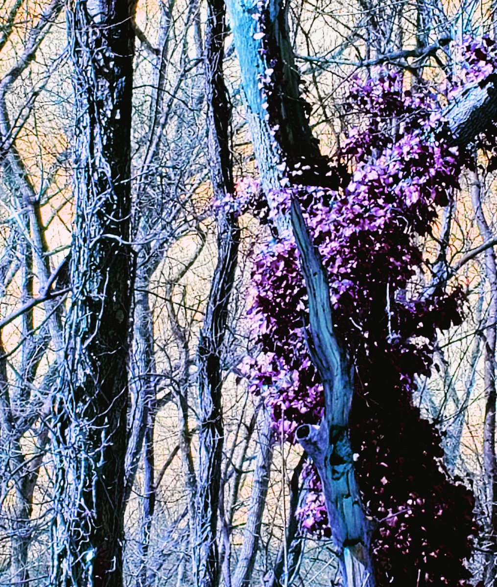 TreesDee's tweet photo. Dee's Trees #deestrees #branchographer #branchologist #trees #naturelovers https://t.co/w2nq8VfDr2