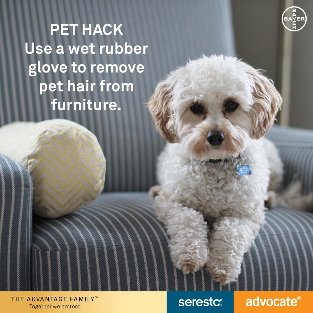 mypetandi_au's tweet image. #PetHack Don&apos;t have a lint roller handy? Use a wet rubber glove to collect pet hair from your furniture. #dog #cat #advantagepetcare