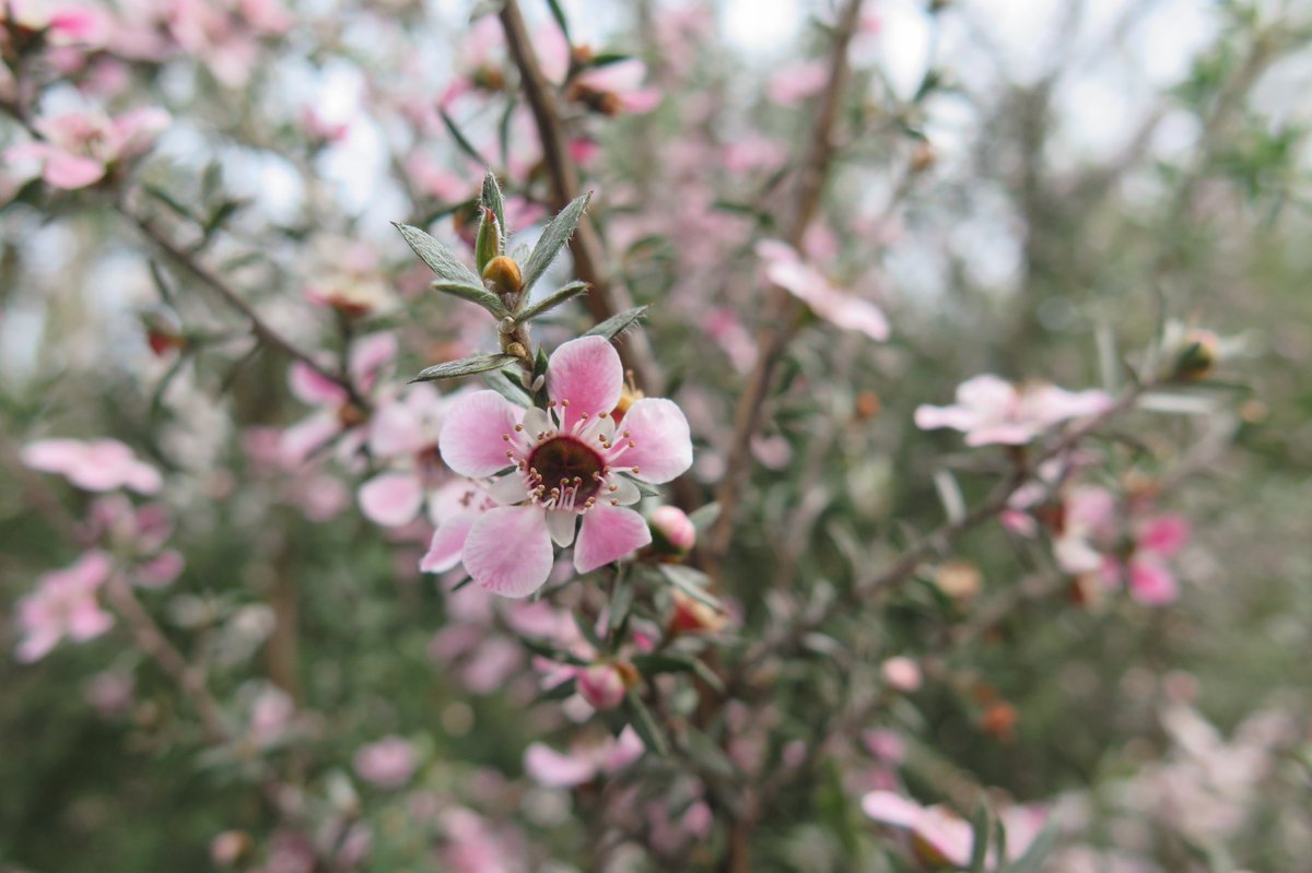 meaningoftrees's tweet image. This pink flowered variety of mānuka (Leptospermum scoparium var. incanum) is unique to the far north of New Zealand. Its seed capsules typically only open after the plant has died or has been in contact with fire.