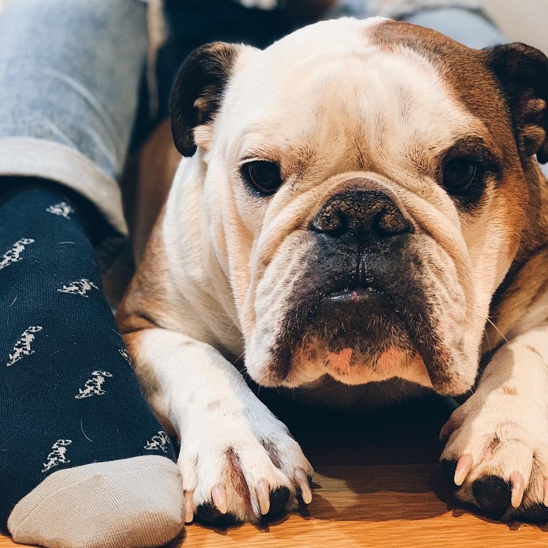 _dapperofficial's tweet photo. Even @bullydoglewis loves my new @thedapperofficial socks cause they have other doggos on them πΆπ§¦
#thedappercollection #sockgame #sartorial #fashion #blogger #mensfashion #mensstyle #dapper #socks #ootdmen #menwithstyle #gq #mensweardaily https://t.co/39GNBbBv5a