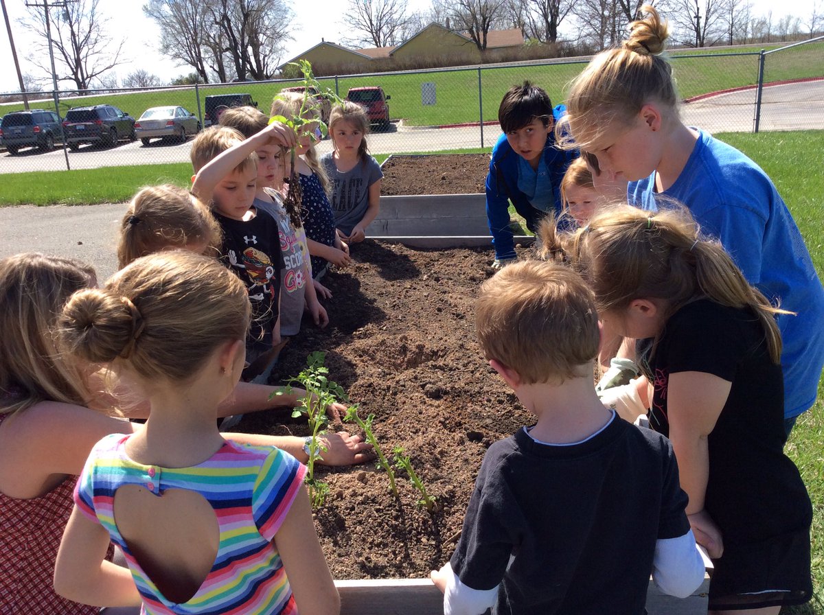 BryerKinders's tweet photo. This is my favorite time of year!  Today we transferred our potato plants outdoors with a little help from a few 5th grade buddies. https://t.co/Ju9xXdnEMf