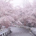 さくらと雪のコラボ‼自然現象で起こる美しい景色♪。.:＊・゜♪。.:＊・゜