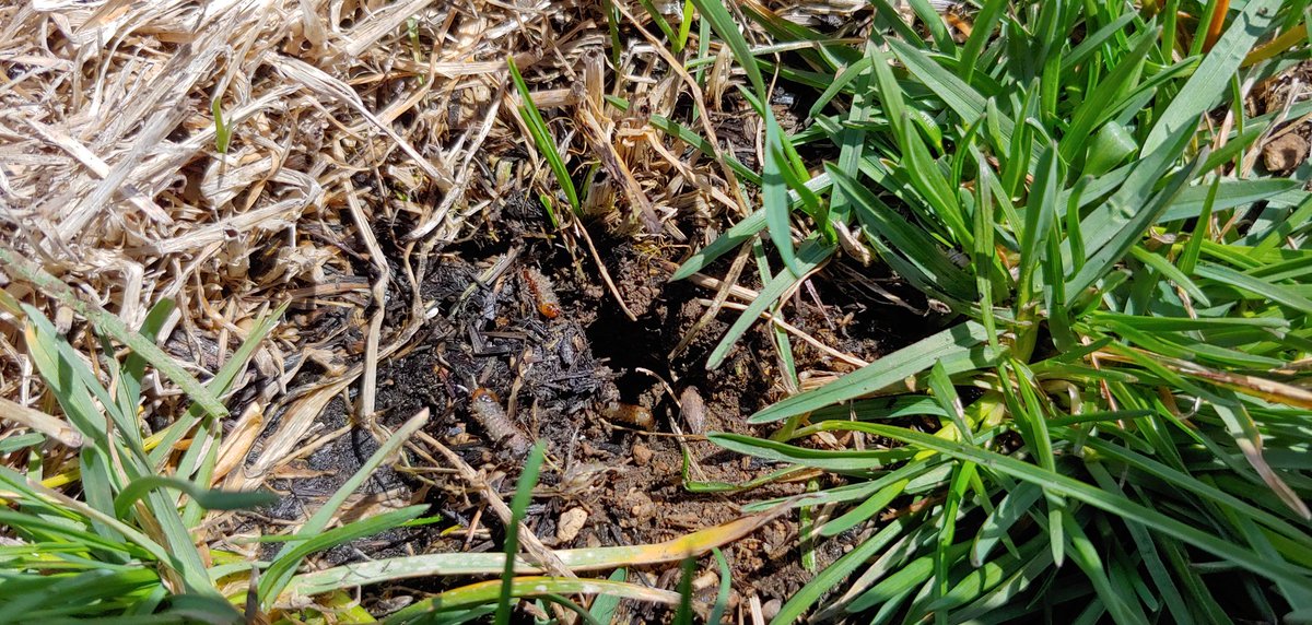 Lorsban is a really important insecticide. I'm glad we can still use this product in grass seed production. BTW, that's not candy corn on the soil surface.
