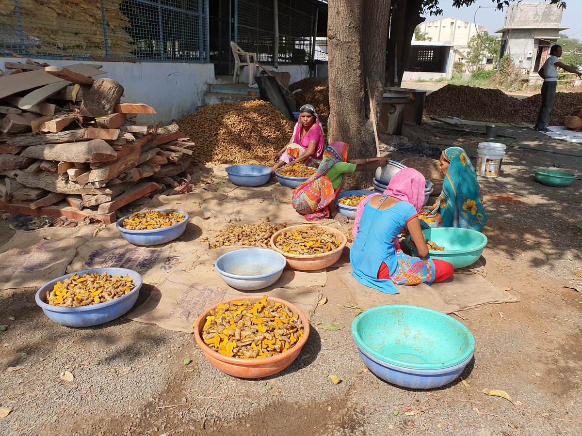 devboriavi's tweet image. I believe in the magic of preparationYou can make just about know how to make in truth, should I meet with gold or spices in great quality , I shall remain till I collect as much as possible, and for this purpose I am proceeding solely in quest of them... #turmericprocessing