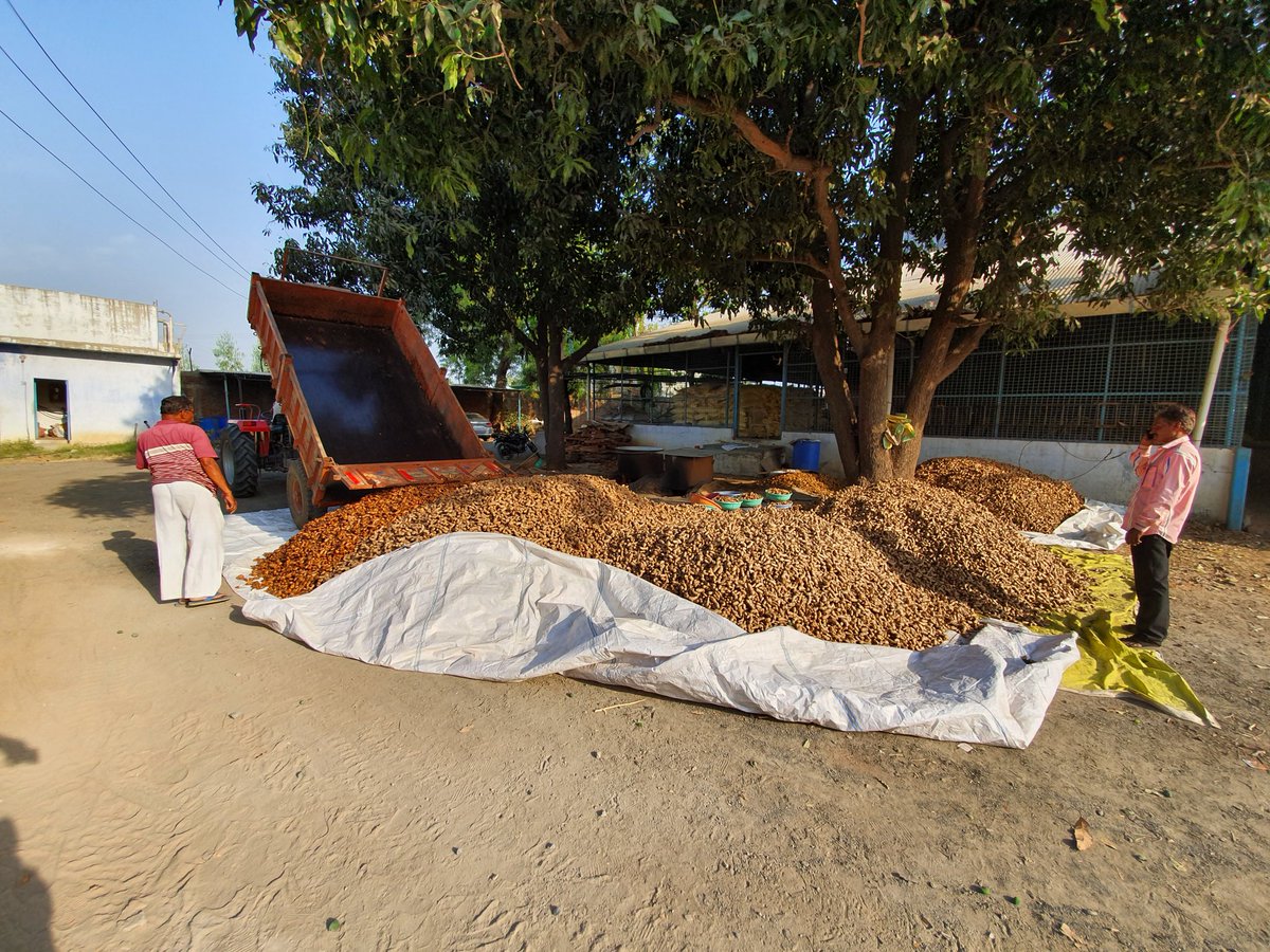 devboriavi's tweet image. I believe in the magic of preparationYou can make just about know how to make in truth, should I meet with gold or spices in great quality , I shall remain till I collect as much as possible, and for this purpose I am proceeding solely in quest of them... #turmericprocessing