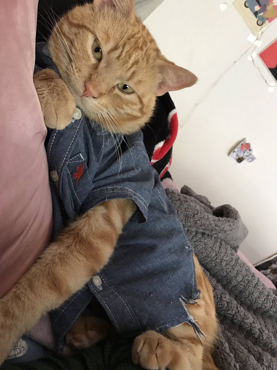 tfariana's tweet photo. What happens when you find out that cats can wear baby clothes https://t.co/bNIJ7EQqDN