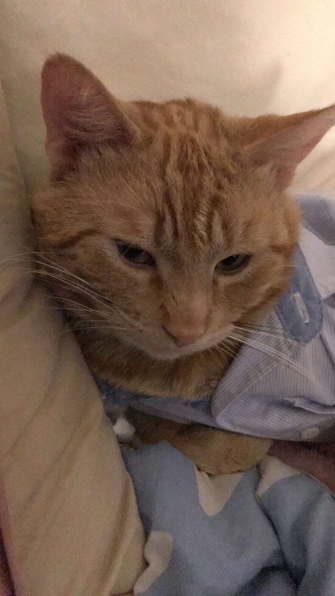 tfariana's tweet photo. What happens when you find out that cats can wear baby clothes https://t.co/bNIJ7EQqDN