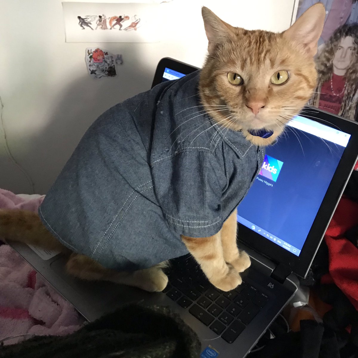 tfariana's tweet photo. What happens when you find out that cats can wear baby clothes https://t.co/bNIJ7EQqDN