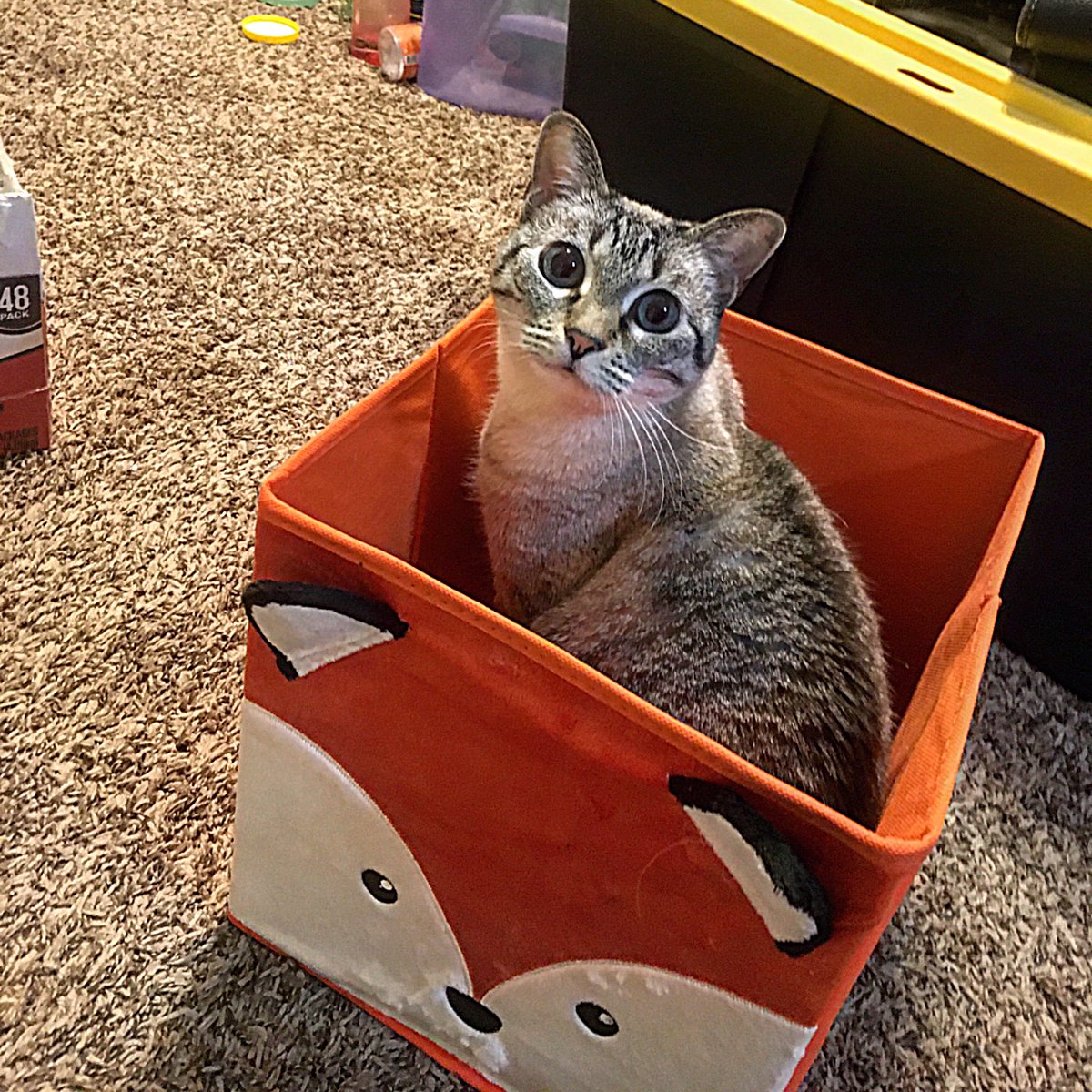 AmberCatsa's tweet photo. #ififitsisits i just opened it and she hopped right in. https://t.co/fB2cgFjBio