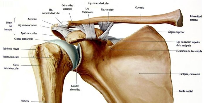 Dona 10 on X: ¡Un poquito de anatomía para nuestras pilateras