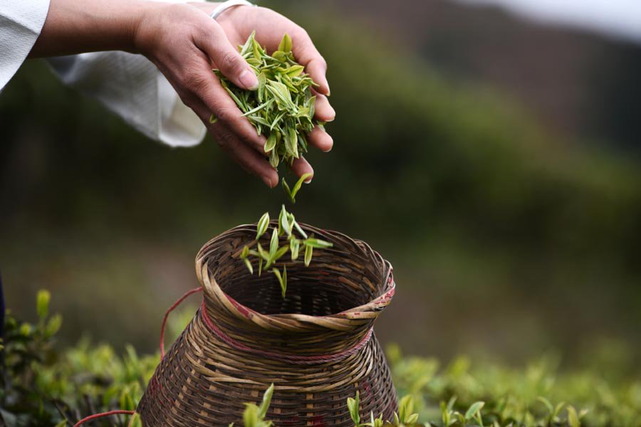 Easy_Tour_China's tweet photo. In Mid and late March, South China entered the picking season of "Spring  Tea", which is always regarded as the best quality of green tea in  China. Green tea is the most widely produced form of tea in China, with  an output of 1.42 million tons in 2014. https://t.co/UDKas1oNO1