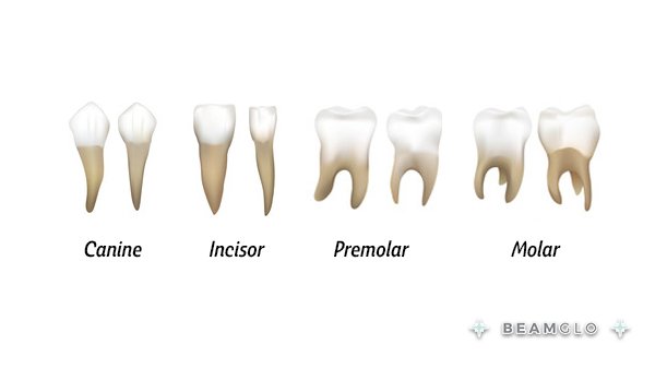 Beamglo1's tweet photo. Humans use four different types of teeth (incisors, canine, premolars, and molars) to cut, tear and grind their food.

#beamglo #teethwhiteningpen #teethwhitening #whiteteeth #teeth #facts #funfacts #factsoftheday #funnyfacts #quotes #funnyquotes #quotesoftheday https://t.co/vSg1MMiNaQ