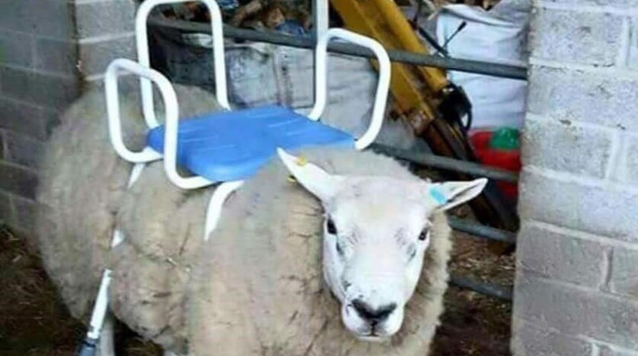 NewshubNZ's tweet photo. "Inquiries are flocking in" https://t.co/WCAei59tyN Sheep advertised as ride on lawn mower on Trade Me https://t.co/X5MI0qbLek