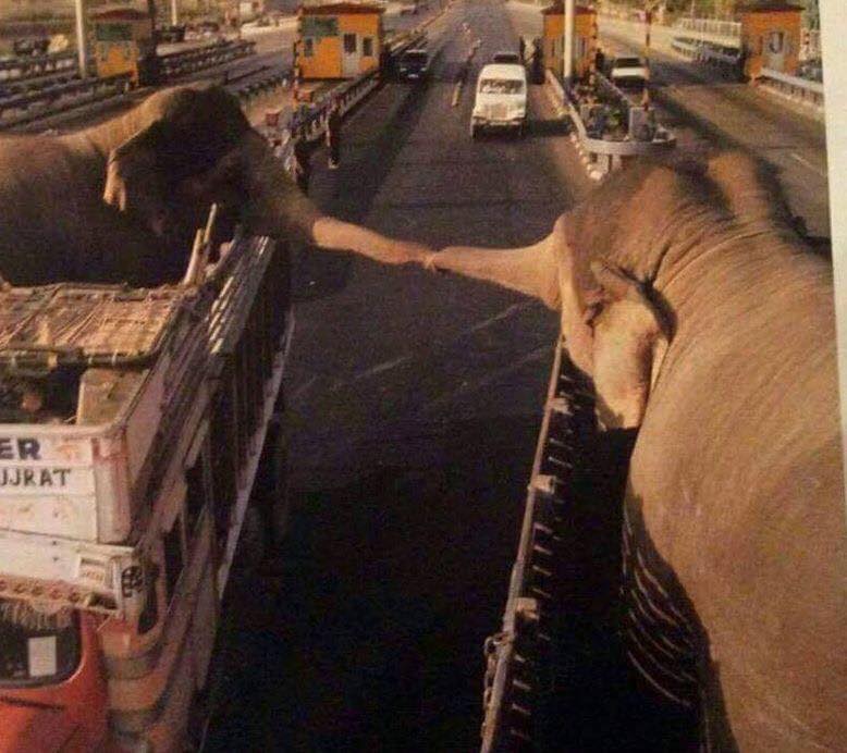 AssetTracePro's tweet photo. Ces photos qui brisent le cœur. Quelque part sur l'autoroute indienne, deux éléphants s’enlacent un bref moment avant d'être séparés l'un de l'autre pour le reste de leur vie. Leur existence sera dorénavant unique servitude. https://t.co/MOVVbHmL6H