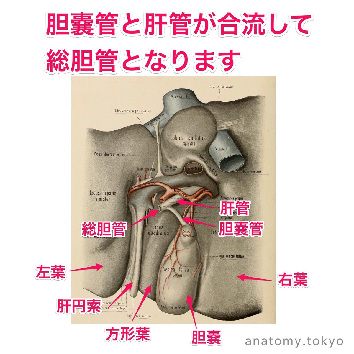 かずひろ先生 なるほど解剖学 Sur Twitter 胆嚢管と A が合流して B となる 解答 A 肝管 B 総胆管 胆嚢管は長さが約3cmのやや迂曲する管で 肝臓から出てきた肝管と合流して総胆管となります 胆嚢管 肝管 総胆管 一問一答 T Co Jsfwzntqyh かずひろ先生 なるほど解剖学 Sur Twitter 胆嚢管と A が合流して B となる 解答 A 肝管 B 総胆管 胆嚢管は長さが約3cmのやや迂曲する管で 肝臓から出てきた肝管と合流して総胆管となります 胆嚢管 肝管 総胆管 一問一答 T Co Jsfwzntqyh