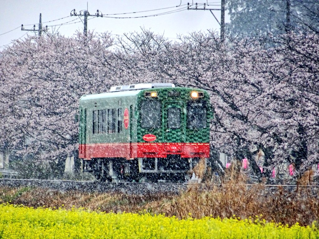 サンダーボルト 真岡鐵道 桜と菜の花と雪とモオカ14形