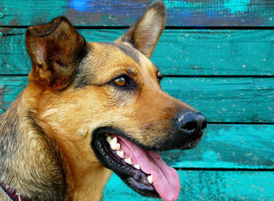 CentreVetes's tweet photo. Au même titre que les empreintes digitales, que nous avons, humains, sur le bout des doigts, l’empreinte de la truffe d’un chien est unique. Il est donc possible de prouver leur identité via cet organe en cas de pépin. 😊 https://t.co/F8v4e3TJ8Y