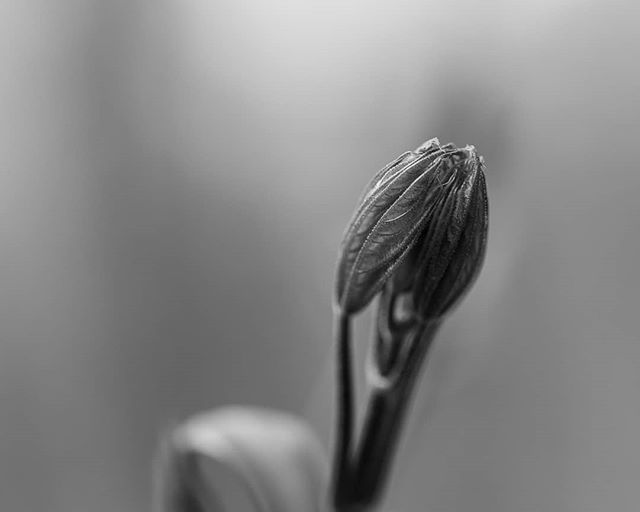 Tronal's tweet photo. Spring
6/6
#spring #fineart_ph #monochrome #blackandwhite #schwarzweiss #canon6d #canonframez #canon #photography #fotografia #fotografie #koeln #natur #macro #macrophotography #macro_ig #macro_love https://t.co/k0BLaxugIg https://t.co/2n3fVB9MwI