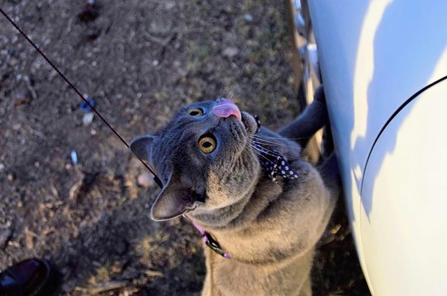 RonaldAndMarley's tweet photo. 🐛🌾Kissy kissy🐽🐷 #wednesday #april #tongue #cat #kitten #britishronald #ronaldrules #catstagram #catlovers #catmania #catpetclub #britishshorthair #1millioncatsunited #ronaldrules #sirronald #neko #kitty #meowed #field #forest https://t.co/fcI4cQJRG2 https://t.co/wg7CVe3w3v