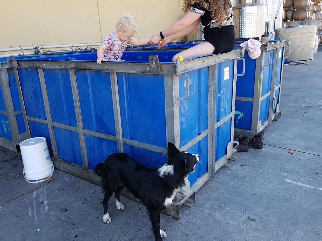 AphelionWine's tweet photo. 8. FEET.
Are better than two.
Wine dogs are always welcome to keep the winery staff company while we stomp the Grenache.
Donut here likes to find stray barrel bungs for us to throw!
#favouritewinedog #whatsyourwinedogstory #tellusbelow https://t.co/akbp8Ewby6