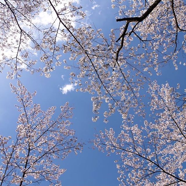 GoNagano_Japan's tweet photo. Pink cherry blossoms and blue skies. This Friday and Saturday are looking like good days for Hanami!
#gonagano https://t.co/ix1yF5v7ej https://t.co/gXwTlL8Y9A