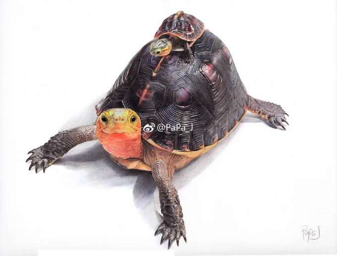 最近、中国版ツイッターの"weibo"を始めました。その中で中国で爬虫類の絵を描いている素晴らしい画家さんと知り合いなりました。あまりにも素晴らしかったので日本で紹介させてもらってもいいですか?と許可を頂きました。これ多分、色鉛筆で描いてますよね?とても素晴らしいです。 