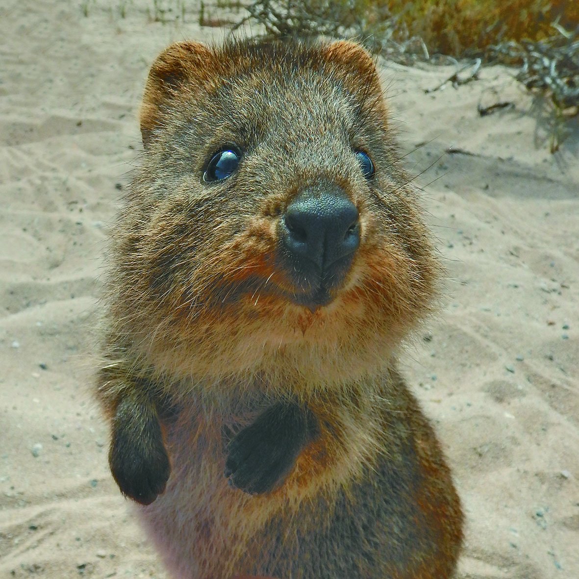 Our quokkas are the happiest animals on earth and always ready for a selfie! @TheEllenShow we know you take a great Oscar selfie, we’d love to see if you can beat @chrishemsworth at a #quokkaselfie with our little celebrities.