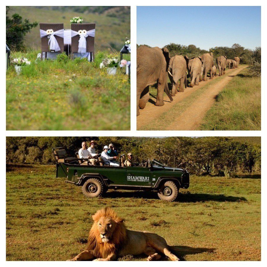 Yourwah's tweet photo. 💍 Shamwari Game Reserve💍

It's a once in a life time opportunity to get married in the wild, surrounded by natures wildest and most admired wildlife. This is definitely something to be considered. Photos of a lifetime if you did!!! 

#Honeymoon #Wedding #Africa #Safari https://t.co/8gWRujZD9J