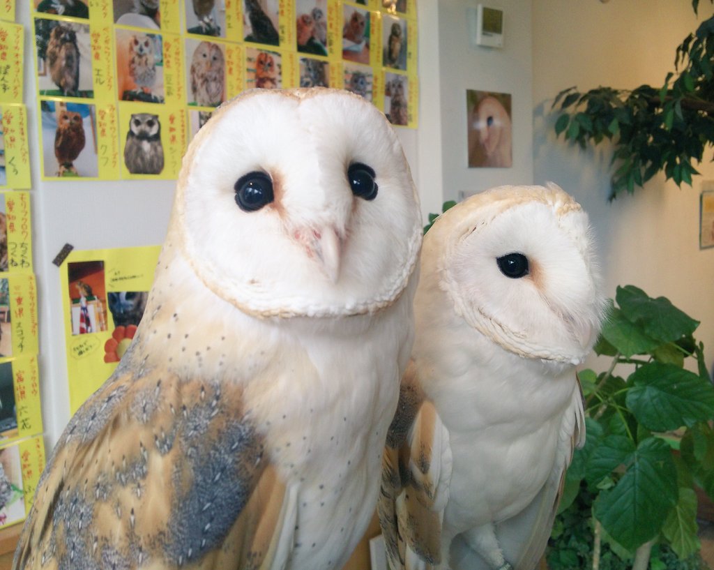 ふくろうのいる森カフェ 名古屋栄店 矢場町 動物カフェ Pathee パシー