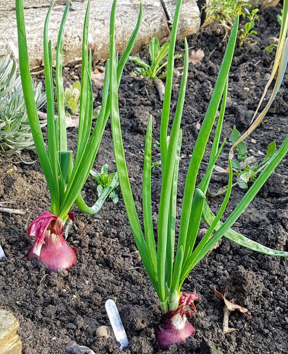 rekha181's tweet photo. Planted out a few of last year's harvest of red onion bulbs, for next year's seed sowing. 
This year it's all about the flowers and seedsaving. 

As they say you can't have too many seeds, right?🌱🌱

#seedsaving #allotment #growyourown #seeds https://t.co/fpdwIwOBNY