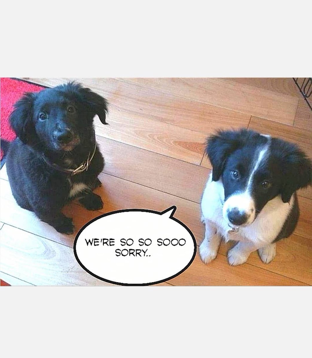 daisydogdiary's tweet image. We pretend we are just little naughty puppies when we get caught in the act.. #naughtypuppy #cutepuppy #diggingdog #dogsdigging #dogs_of_instagram #dogtrouble #cutedogface #puppydogeyes #sorrypup