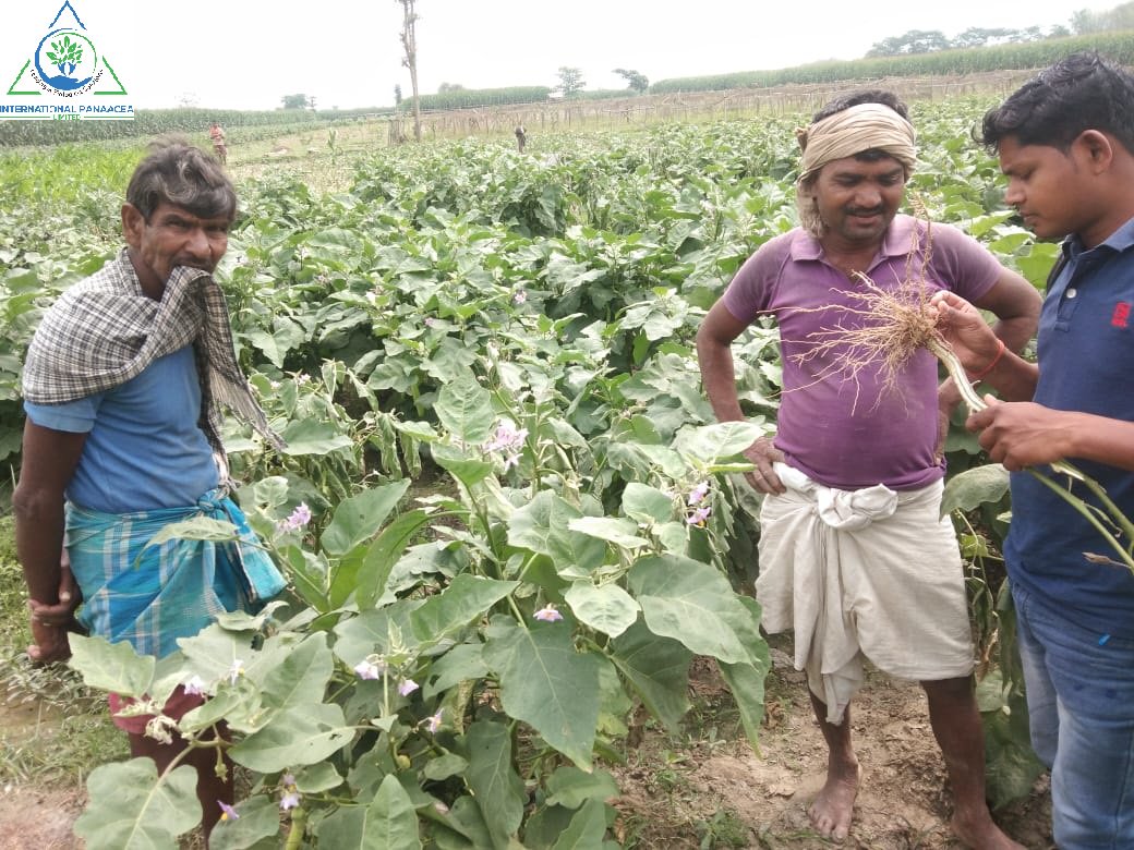 IPLBiologicals's tweet image. Our team member visited a #farmer’s #BrinjalCrop in Bihar. Farmer pleased after using our #products Sanjeevni + PhasalRakshak + Nematofree.
#Organicfarming #happyfarmers #Vegetables  #crops #agriculture #IPLBiologicals