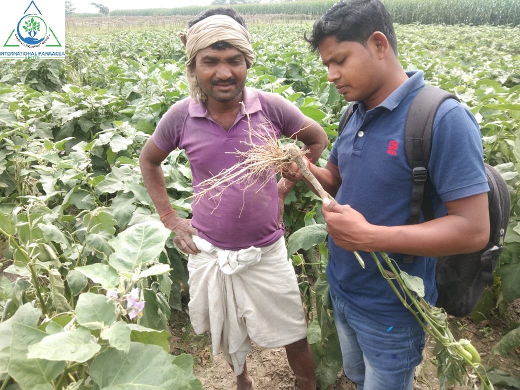 IPLBiologicals's tweet image. Our team member visited a #farmer’s #BrinjalCrop in Bihar. Farmer pleased after using our #products Sanjeevni + PhasalRakshak + Nematofree.
#Organicfarming #happyfarmers #Vegetables  #crops #agriculture #IPLBiologicals