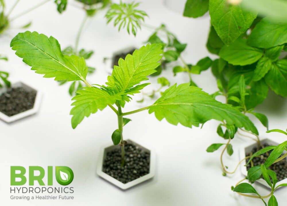BrioHydroponics's tweet photo. Come join us for the practical #HydroponicsTraining, where we giveaway a beginner's #HydroponicSystem for you to start with #organic growing & understand deeply about #Hydroponics. Book your seat with us! #BrioSafe
Register for training: https://t.co/FTL66YCSDV #Farming #Gujarat https://t.co/TWVEHiKjuO