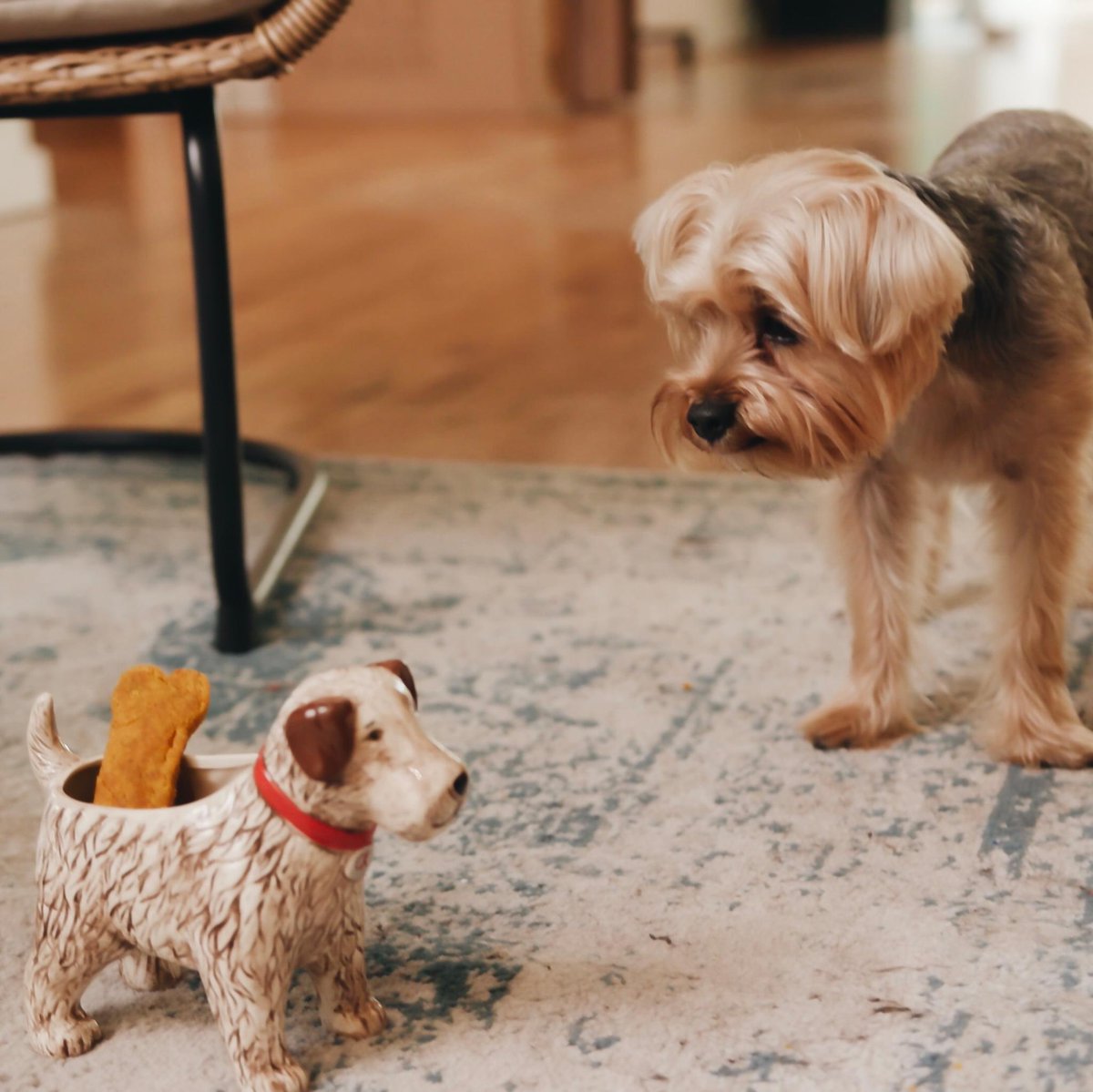 Happy National Pet Day to all of our animal lovers  🐶💕🐱  Comment below with the name of your pet for the chance to win a sweet treat! 🐾 #CathKidston #NationalPetDay