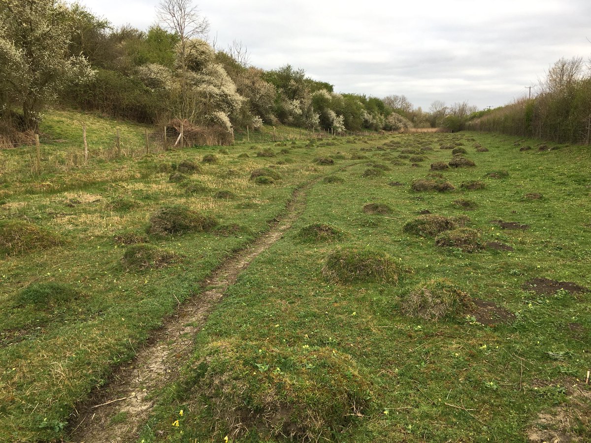5 species of warbler this morning; blackcap, Cetti’s, chiffchaff, willow and my first garden warbler of the year at Woodwalton Marsh, which also had some great ant hills. 200 Fieldfare powering against a cold NE wind too.