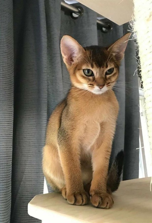 CoolAnimalz's tweet image. The paws on this one are very large, but equally as cute
#Wildlifeart #petsgram