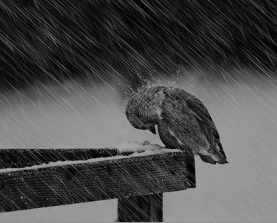 ,,, Kanaya Kanaya iyileşir
Bazı yaralar,
,, SEVGİ,, gibi,
,, İHANET,,gibi,
,, YALNIZLIK,,gibi
Geç olur, güç olur ama
İyileşir ve geçer,
Ama asla unutulmaz,,,!!