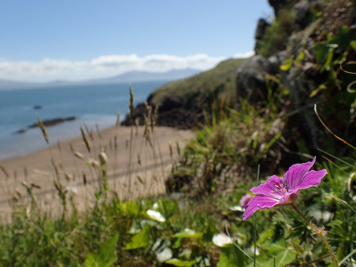 Anglesey Flora Group tweet media