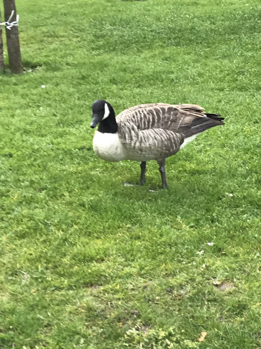 Scobbert's tweet photo. We are open for business here @AstonBusiness #NewtoOR @TheORSociety conference for #academics and #practitioners with 10 years or less experience and the locals are excited too @Natures_Voice come and #haveagander #TheScienceofBetter https://t.co/RcTlhr6L74
