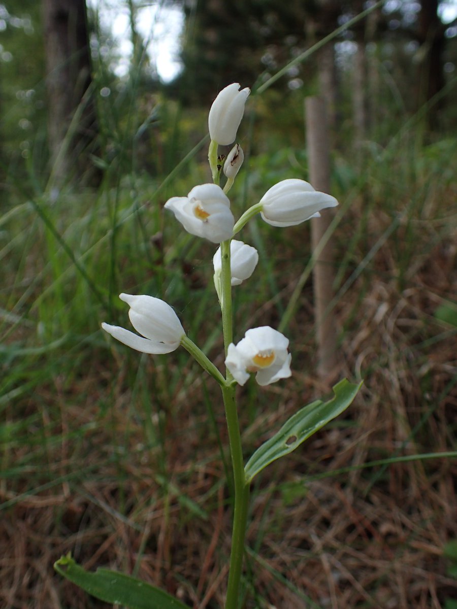 Anglesey Flora Group tweet media