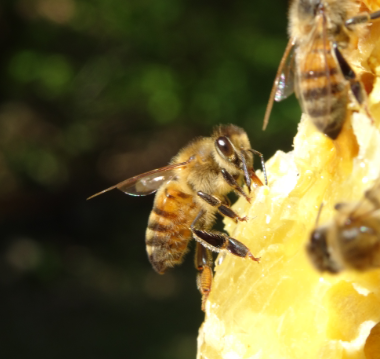 📻[A REECOUTER] Ce matin sur <a href="/radioclassique/">Radio Classique</a> l'ITW d'Henri Clément porte parole de l'UNAF sur la pétition bavaroise pour sauver les abeilles qui a réuni 1.7 million de signatures (!!!) pour convertir 30% des terres agri en bio et 10% en prairies naturelles radioclassique.fr/radio/emission…