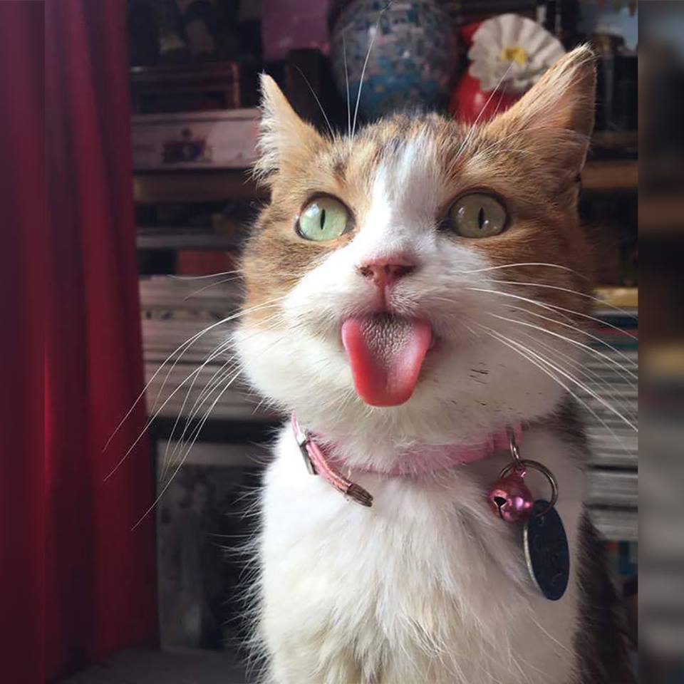 котенок с высунутым языком. котики смешные. кошка с высунутым языком. кот показывает язык мем. котик с глазами в разные стороны.