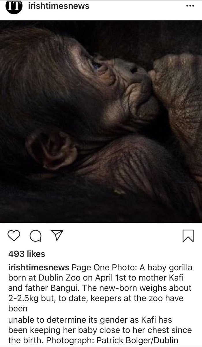We have a new gorilla in the country but we don’t know if it’s a boy or a girl. Love this soooo much 💘 <a href="/IrishTimes/">The Irish Times</a> <a href="/DublinZoo/">Dublin Zoo</a> #babygorilla #dublinzoo